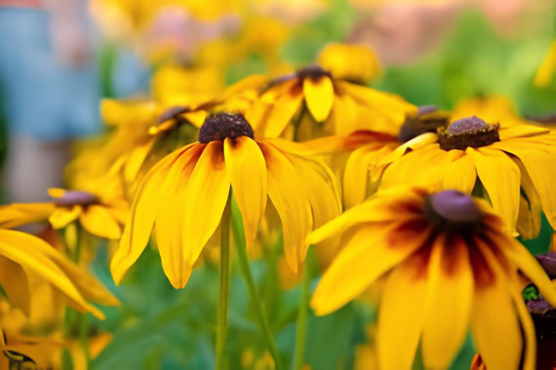 200 Seeds Rudbeckia Hirta Flowers Fresh Seeds