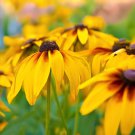 200 Seeds Rudbeckia Hirta Flowers Fresh Seeds