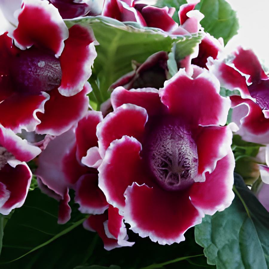 200 Seeds Gloxinia Seed Perennials Rose Red Flowers Fresh Seeds