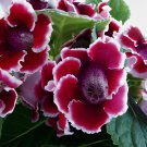 200 Seeds Gloxinia Seed Perennials Rose Red Flowers Fresh Seeds