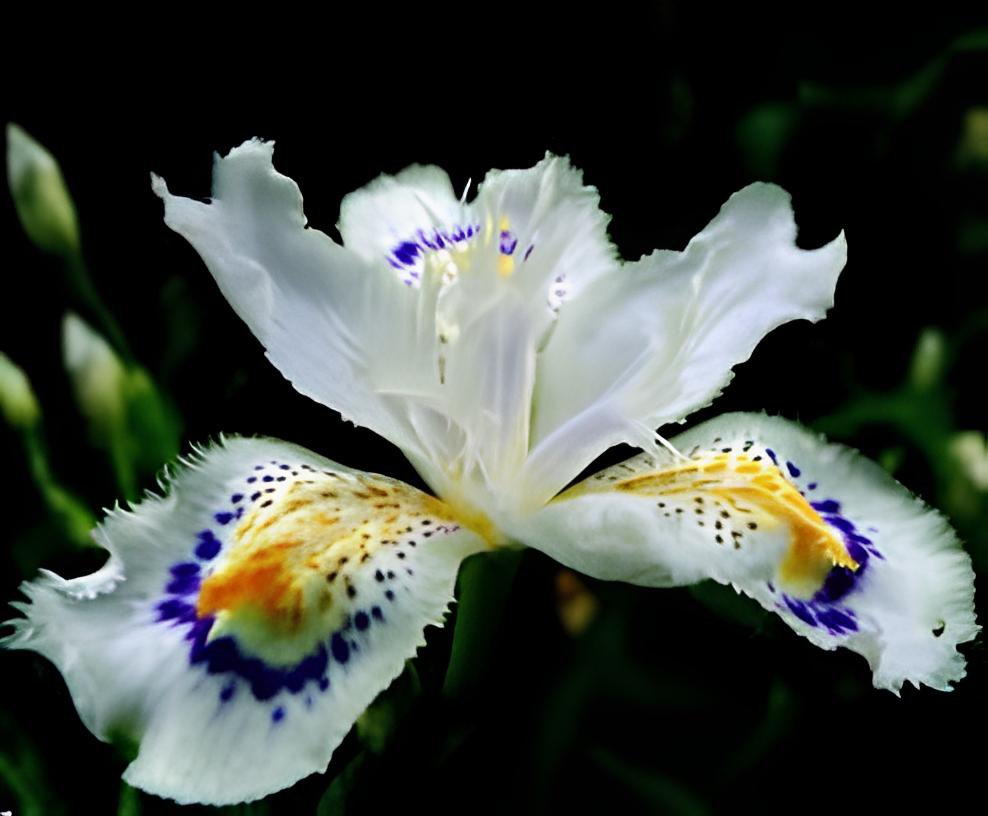 000 Seeds onsai Iris Flower Perennial 1 Fresh Seeds