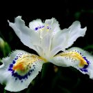 000 Seeds onsai Iris Flower Perennial 1 Fresh Seeds