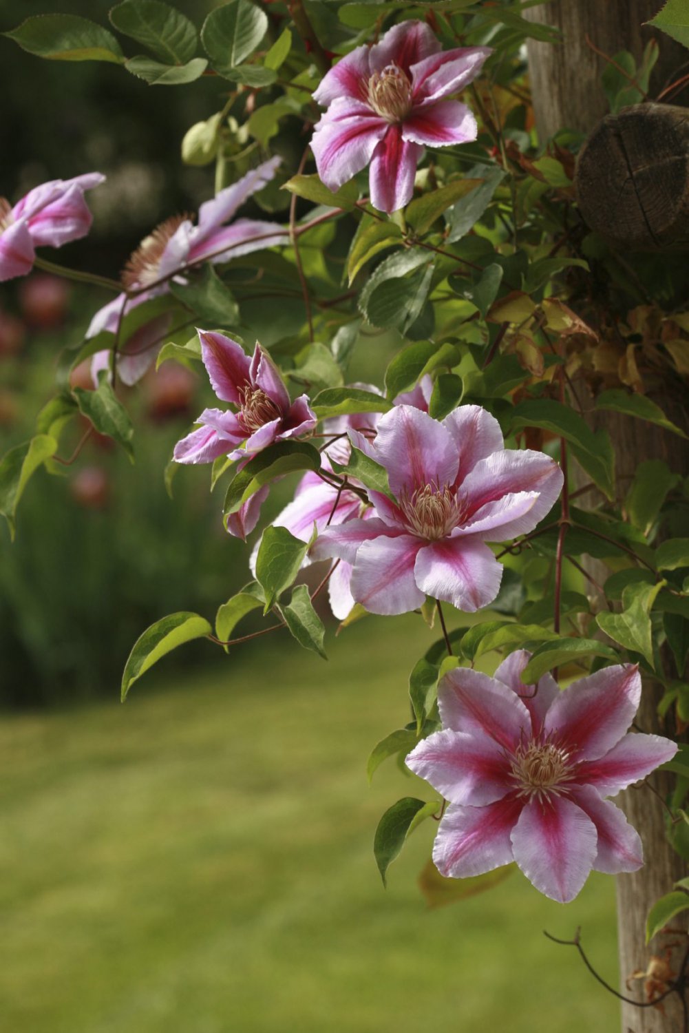 200 Seeds Climbing Clematis Fresh Seeds