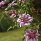 200 Seeds Climbing Clematis Fresh Seeds