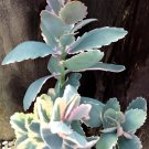 100 Seeds Kalanchoe sementes Fresh Seeds