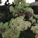 200 Seeds Colorful Japanese Juniper Mixed Fresh Seeds