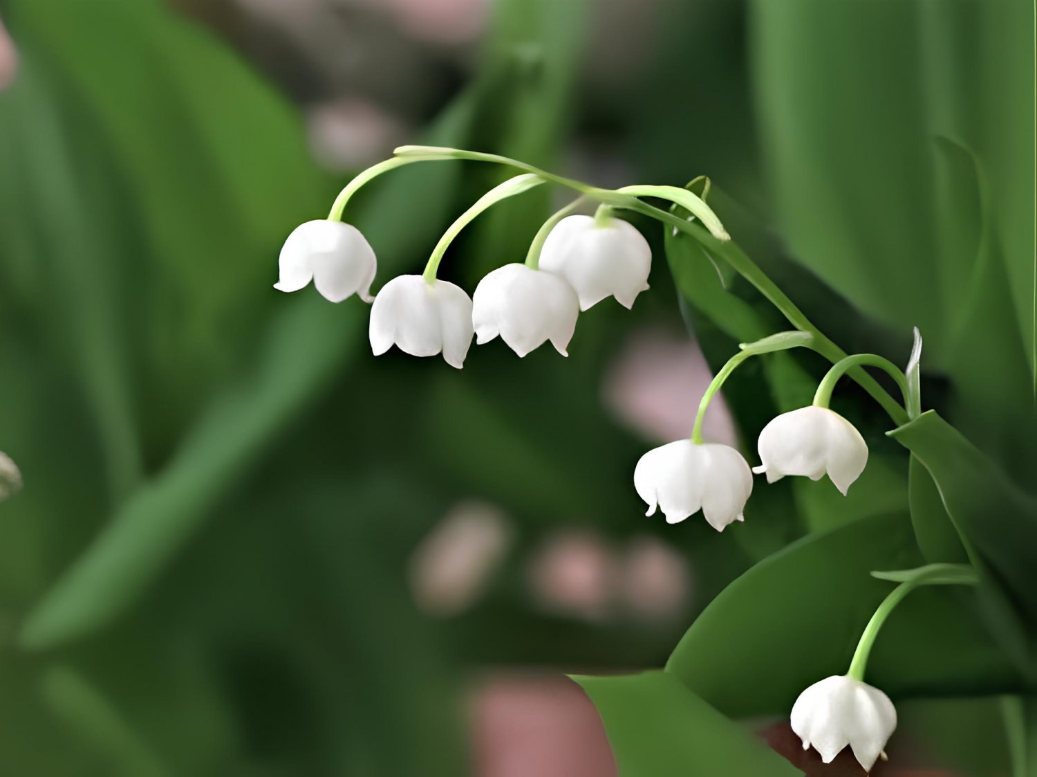 20 Seeds Lily of The Valley Flowers Fresh Seeds