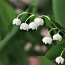 20 Seeds Lily of The Valley Flowers Fresh Seeds