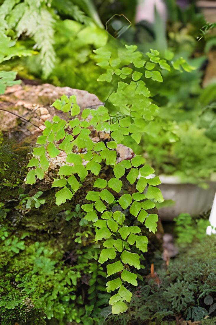200 Seeds Adiantum Capillus Maidenhair Fern Fresh Seeds