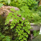 200 Seeds Adiantum Capillus Maidenhair Fern Fresh Seeds