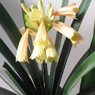 200 Seeds Gorgeous Clivia Flower Seeds Kaffir Lily Fresh Seeds