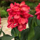 400 Seeds Canna Lily Flore Outdoor Indoor Fresh Seeds