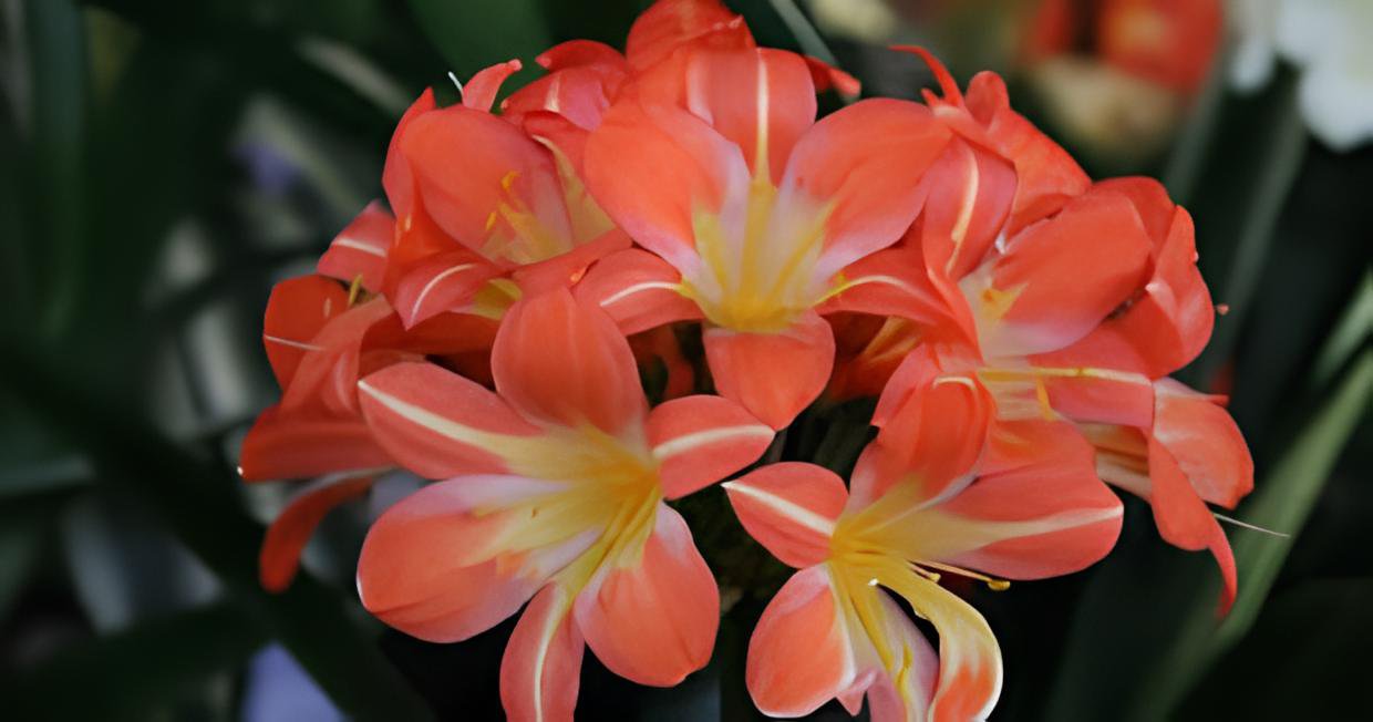 200 Seeds Clivia Light Redish Pink with White Yellow Colors Fresh Seeds
