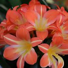 200 Seeds Clivia Light Redish Pink with White Yellow Colors Fresh Seeds
