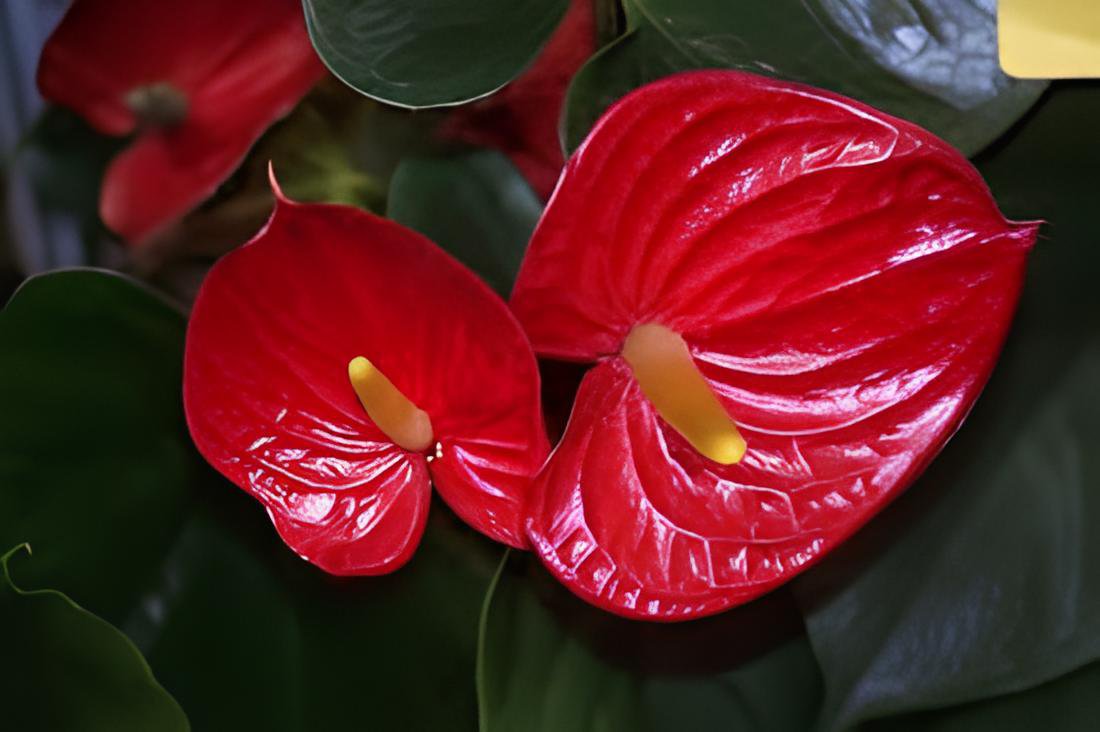 200 Seeds Anthurium Dark Red Flowers Fresh Seeds