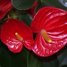 200 Seeds Anthurium Dark Red Flowers Fresh Seeds
