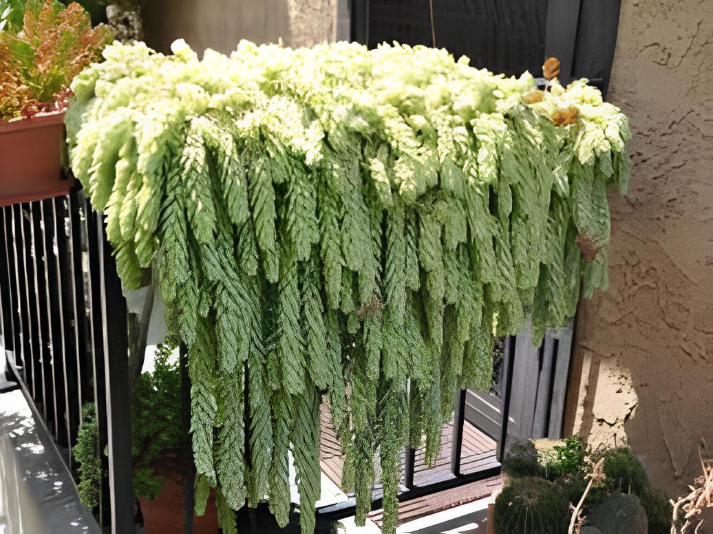 200 Seeds Hanging Sedum Fresh Seeds