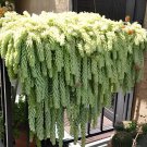 200 Seeds Hanging Sedum Fresh Seeds