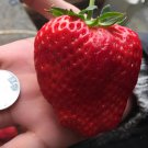 200 Seeds Heirloom Super Giant Japan Red Strawberry Organic 1 Fresh Seeds