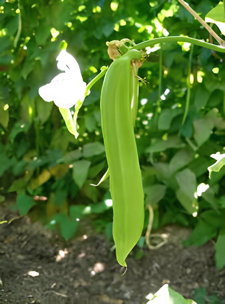 10 Seeds Sword Beans Fresh Seeds