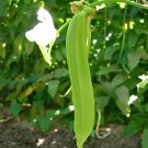 10 Seeds Sword Beans Fresh Seeds