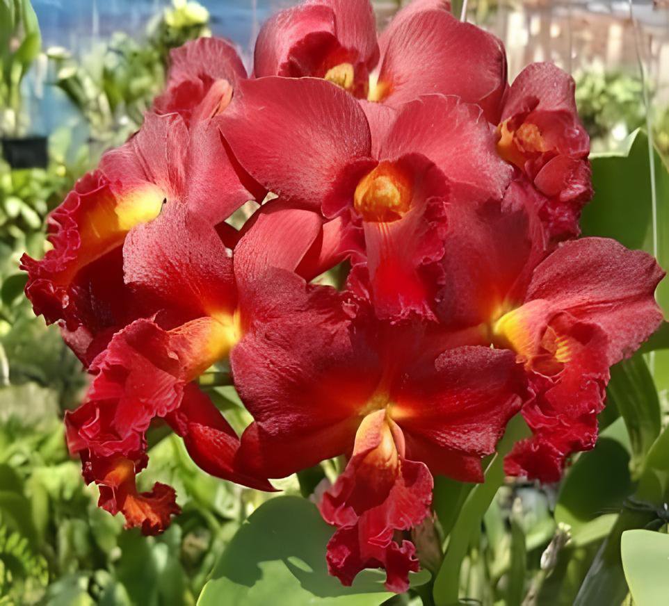200 Seeds Mini Seed Orchid Rose Red Flowers Fresh Seeds