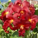 200 Seeds Mini Seed Orchid Rose Red Flowers Fresh Seeds