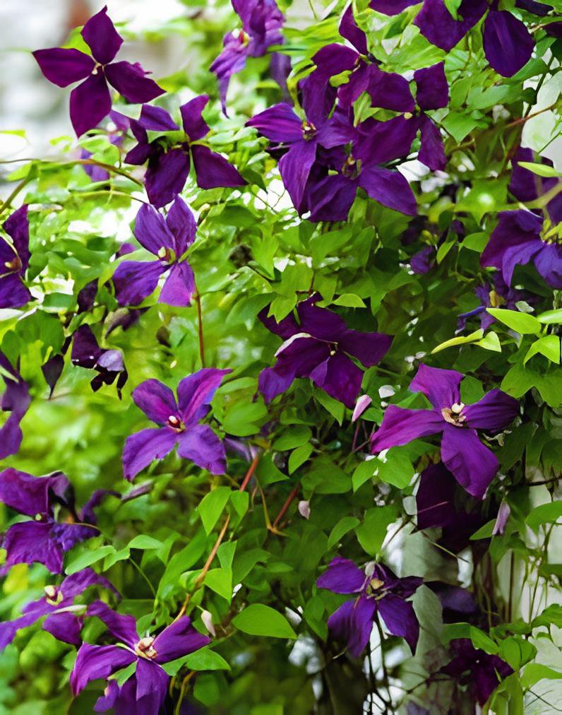 200 Seeds Clematis Light Khaki Color Fresh Seeds