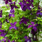 200 Seeds Clematis Light Khaki Color Fresh Seeds
