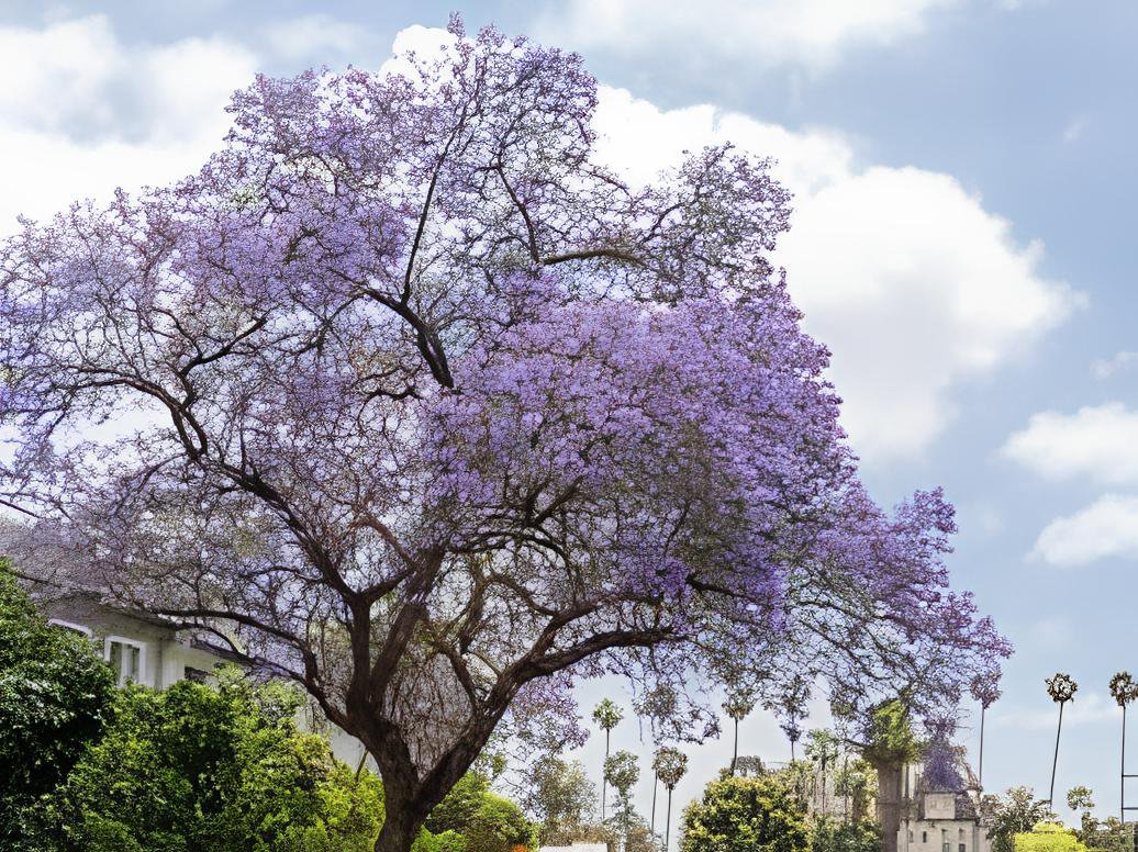 100 Seeds Jacaranda Mimosifolia Tree Fresh Seeds