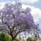 100 Seeds Jacaranda Mimosifolia Tree Fresh Seeds