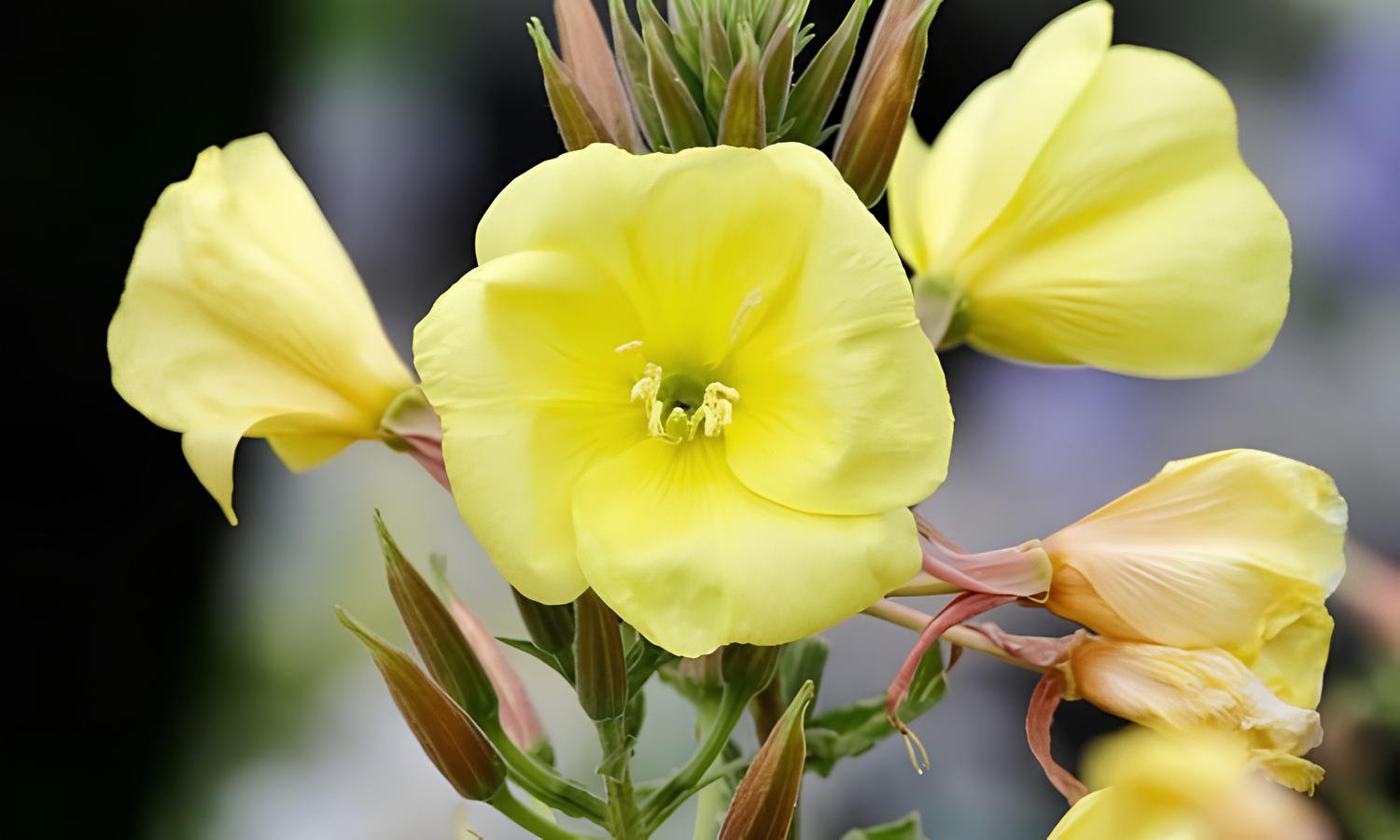 200 Seeds Evening Primrose Fresh Seeds