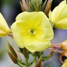 200 Seeds Evening Primrose Fresh Seeds