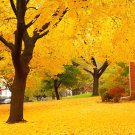 200 Seeds Yellow Maple Tree Fresh Seeds