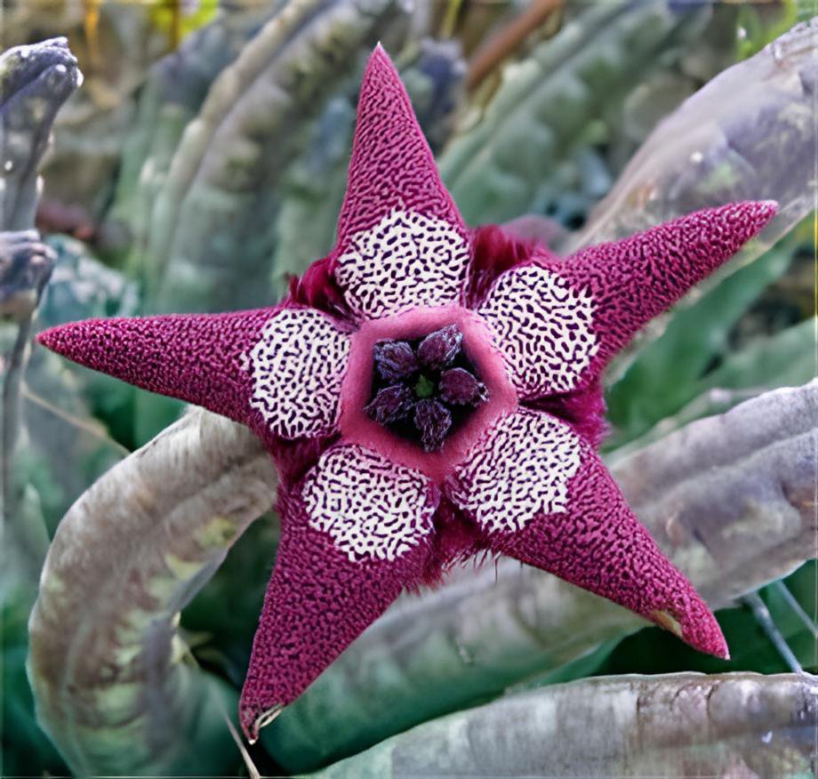 200 Seeds Stapelia Pulchella Perennial Flower Fresh Seeds