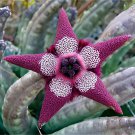 200 Seeds Stapelia Pulchella Perennial Flower Fresh Seeds