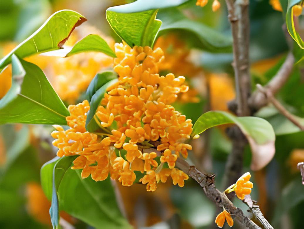 20 Seeds Fragrance osmanthus Tree Fresh Seeds