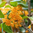 20 Seeds Fragrance osmanthus Tree Fresh Seeds