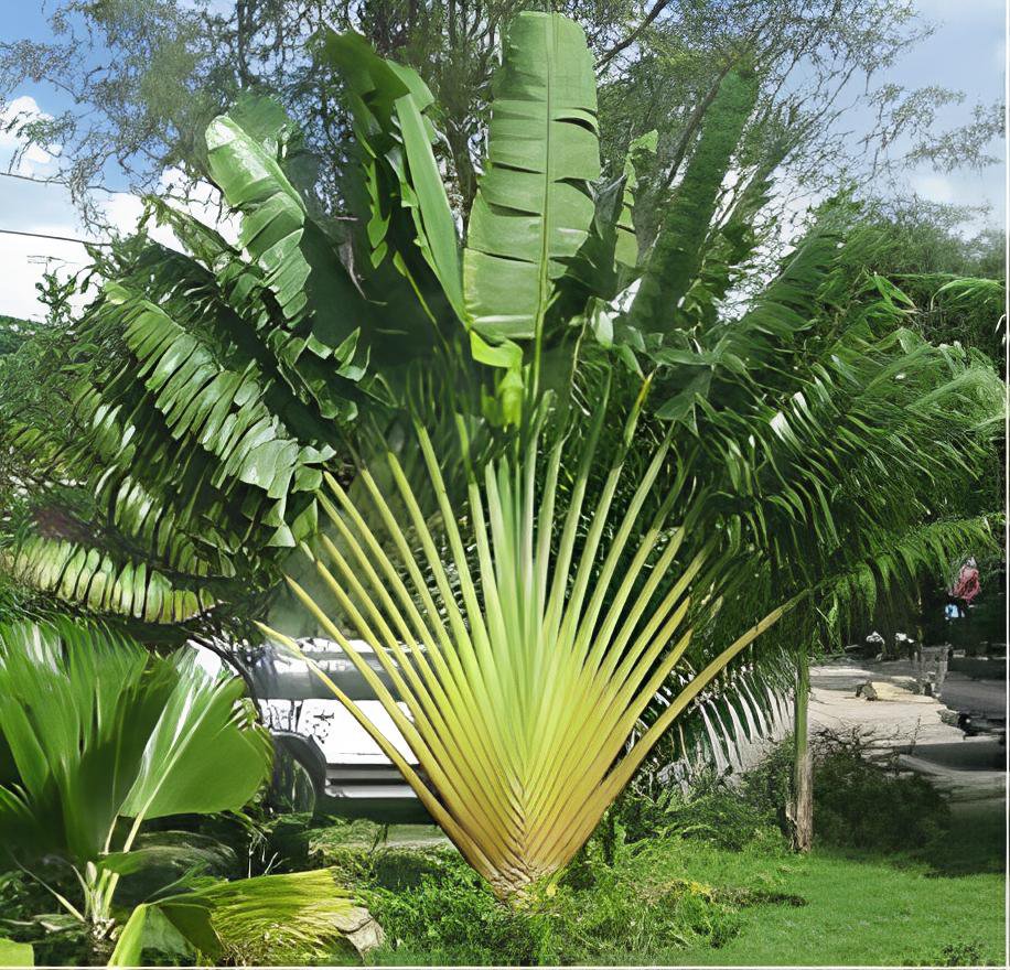 200 Seeds Travelers Palm Flores Fresh Seeds
