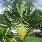 200 Seeds Travelers Palm Flores Fresh Seeds