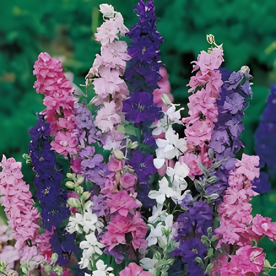 200 Seeds Hydrangea Rocket Larkspur Plant Fresh Seeds