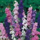 200 Seeds Hydrangea Rocket Larkspur Plant Fresh Seeds
