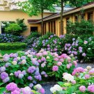 200 Seeds Hydrangea Bonsai Flower Fresh Seeds