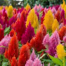 600 Seeds Flamingo Cockscomb Fresh Seeds
