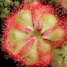 200 Seeds Drosera Burmanni Fresh Seeds