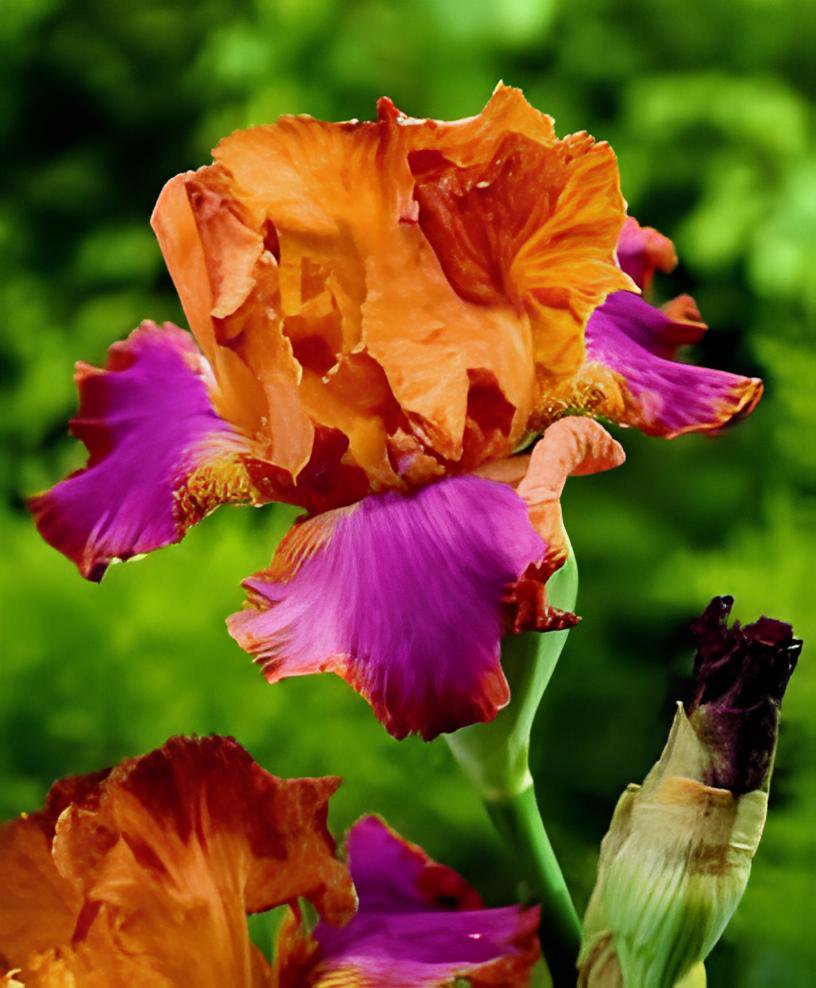 200 Seeds Iris Flower Golden Light Pink Rose Pink Flowers Fresh Seeds