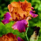 200 Seeds Iris Flower Golden Light Pink Rose Pink Flowers Fresh Seeds