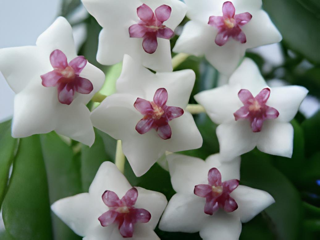 200 Seeds Hoya Carnosa Fresh Seeds