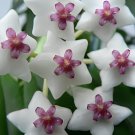 200 Seeds Hoya Carnosa Fresh Seeds