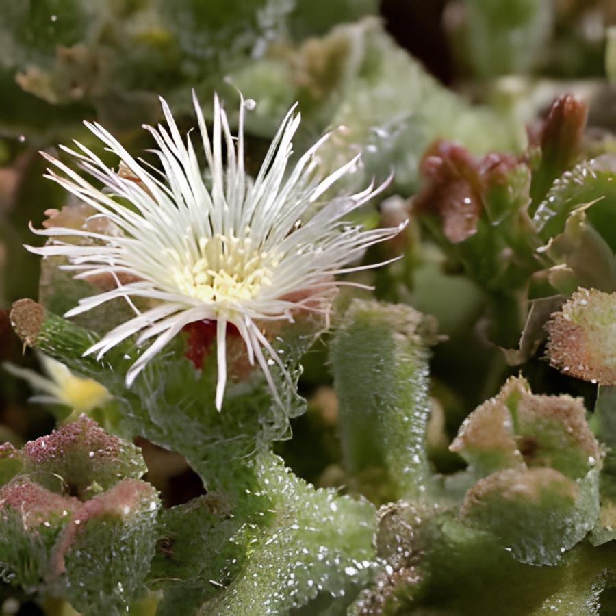 200 Seeds Mesembryanthemum Crystallinum Fresh Seeds